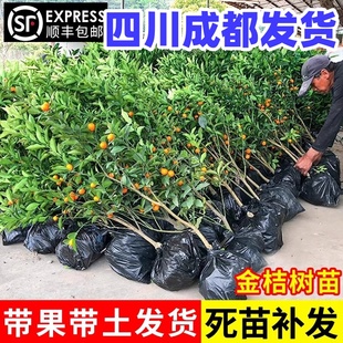 四川成都金桔树苗盆栽带果四季脆蜜金桔食用盆景脆皮金桔树果树苗