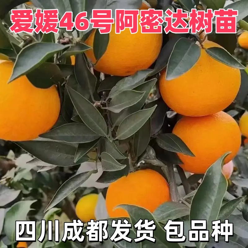 四川爱媛46号阿蜜达树苗柑桔树橘子红美人果树果苗早熟蜜桔盆地栽