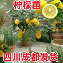 香水柠檬树苗盆栽地载可食用水果树苗庭院阳台室内南北方种植果苗
