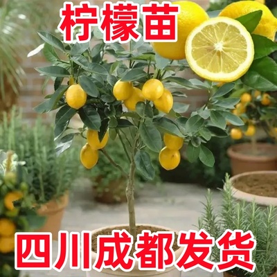 香水柠檬树苗盆栽地载可食用水果树苗庭院阳台室内南北方种植果苗