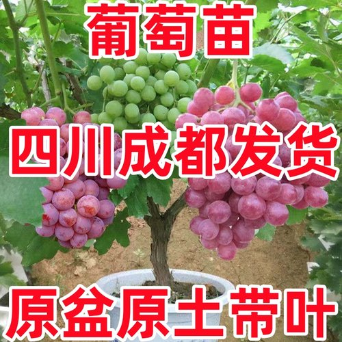 葡萄树苖巨峰阳光玫瑰葡萄苗蓝宝石苗南北方种植原盆原土当年结果