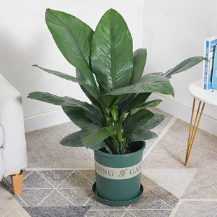 绿巨人室内盆栽 大叶植物 大型客厅阳台净空气除甲醛易养活绿植