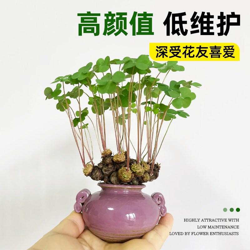 三叶草老桩盆栽带叶红花酢浆草种球根四季开花幸运草掌上微型盆景