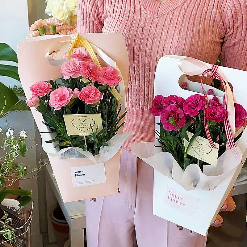 康乃馨鲜花盆栽带花苞教师节礼物送女老师花束四季开花室内花卉