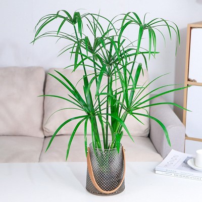 水培植物水竹水菖蒲风车草带根养鱼鱼缸旱伞曹室内绿植盆栽水养