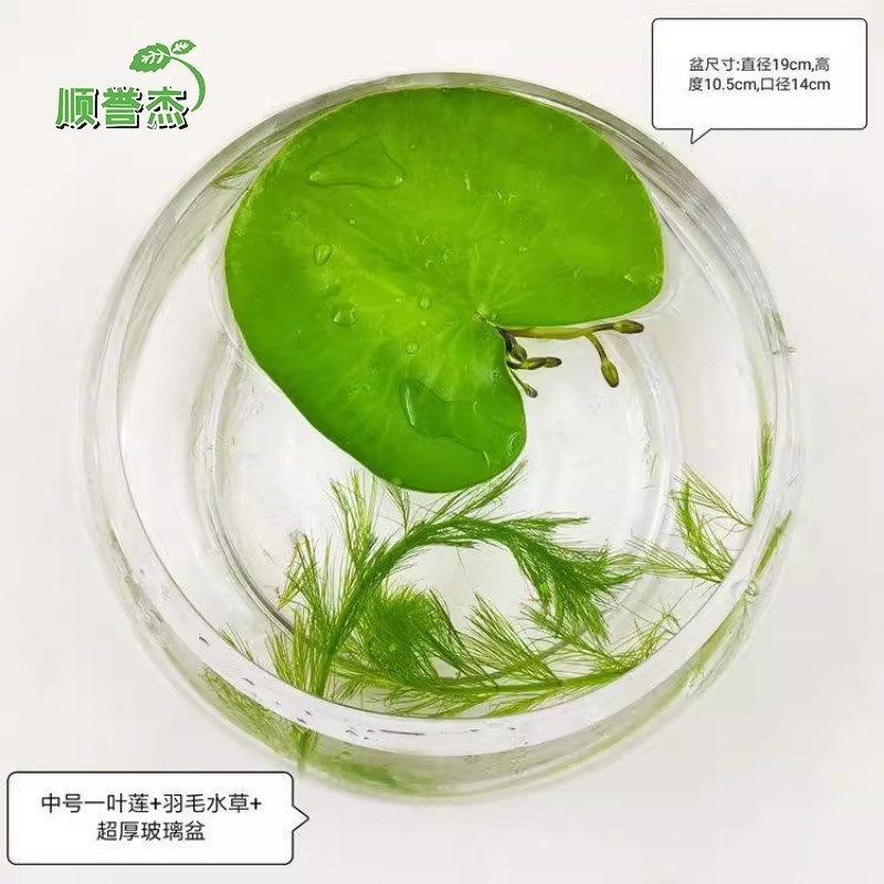 一叶莲无土水生水培植物水生水养鱼池碗莲盆盆栽莲花水养池塘水生