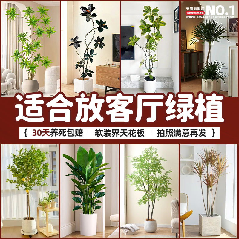 适合放客厅的绿植室内大型造型鸭脚木橡皮树散尾葵盆栽落地式真树