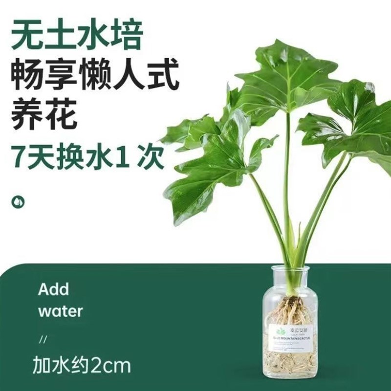 春雨绿植盆栽花卉植物室内易养活龟背竹无土春羽水培植物室内好养