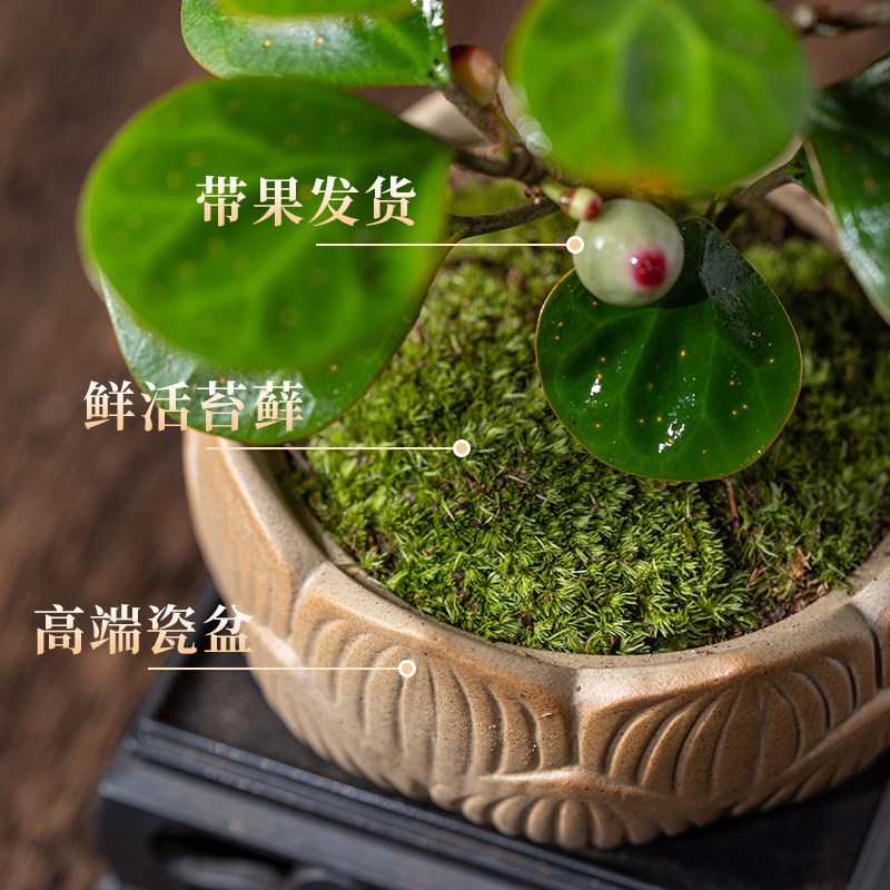 禅意菩提树盆栽带果黑神话小盼菩提盆景悟空室内桌面好养绿植摆件