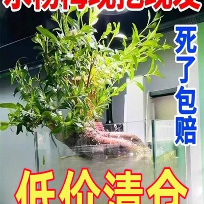 新品新款水杨梅水培鱼缸造景老桩水陆缸造景点缀鱼缸高档的夏季水