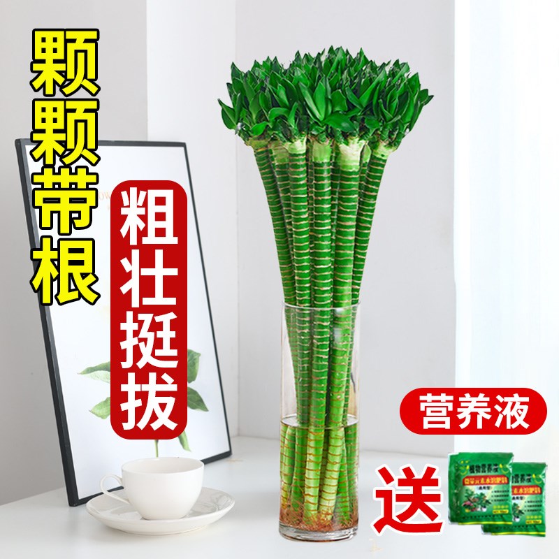带根文昌竹龙竹富贵竹水培植物客厅招财竹室内水养绿植盆栽观音竹