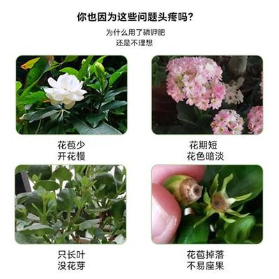 冒花素花芽分化素花卉多肉花多艳丽爆芽催花延长花期营养液花肥料