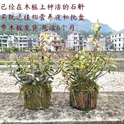 石斛苗种带木桩发货正宗铁皮石斛苗木桩石斛盆栽苗室内绿植花卉