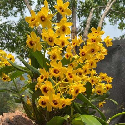 鼓槌石斛兰  云南黄花苗棒槌铁皮赤水金钗栗斑鼓鼓槌石斛绿植