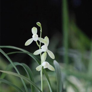 浙江兰农翠花四季兰(建兰),易花名品大唐宫粉