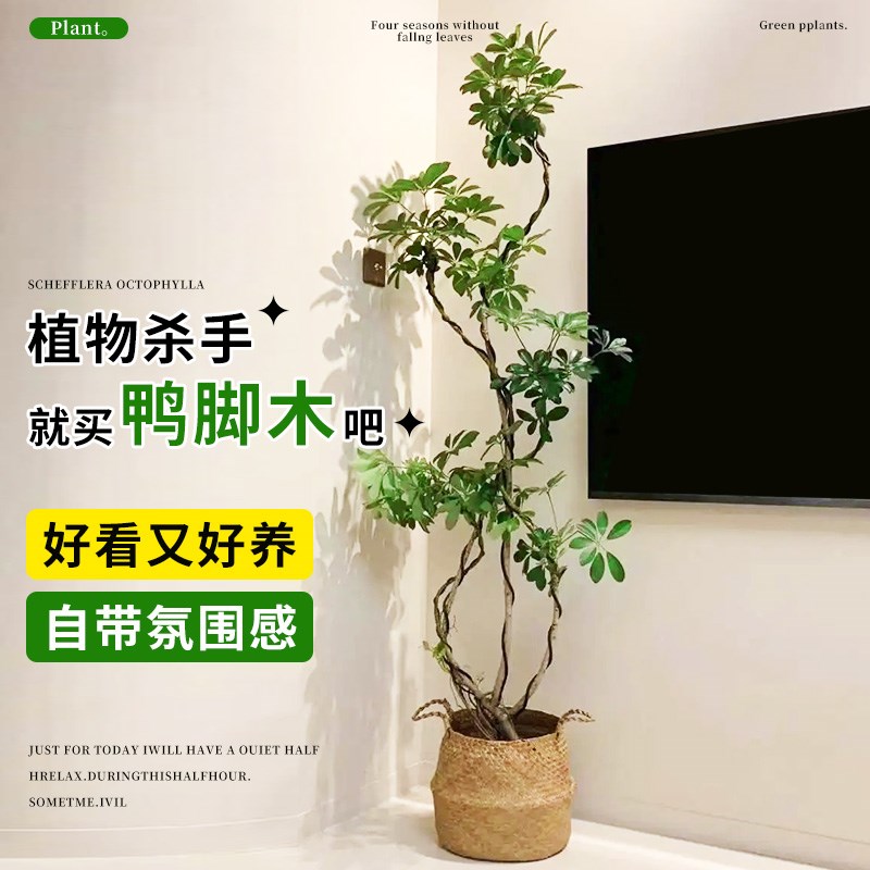 造型鸭脚木客厅大盆栽老桩鸭掌木八方来财四季常青真绿植物落地式