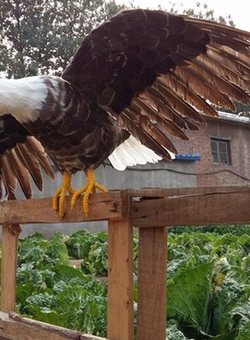 仿真羽毛展翅灰色老鹰园林橱窗展示摆件大堂影视道具田园驱鸟模型