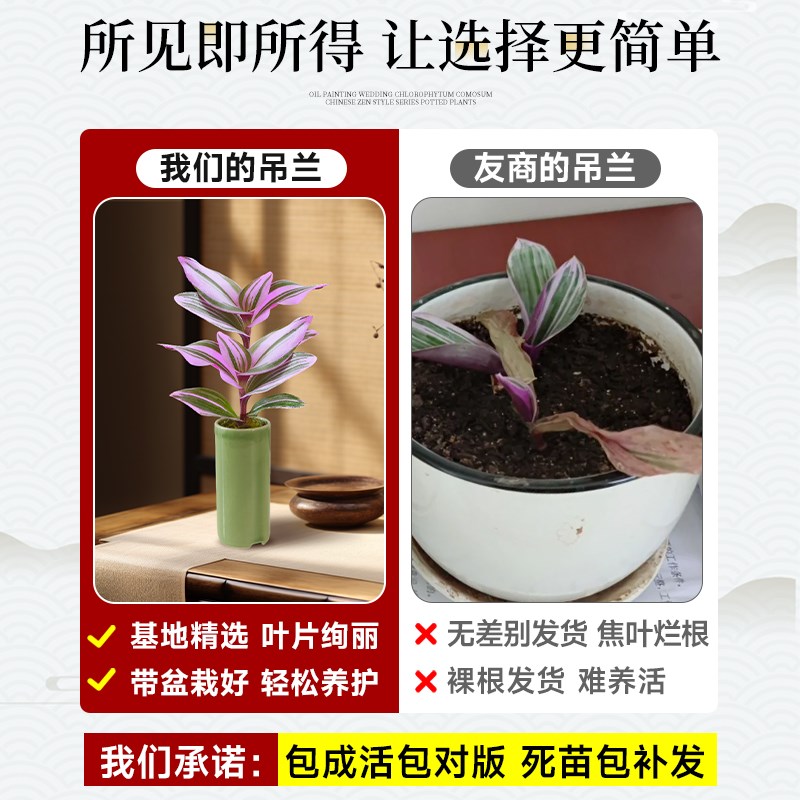 油画婚礼吊兰盆栽迷你小盆景水培植物办公室内桌面禅意绿植微景观