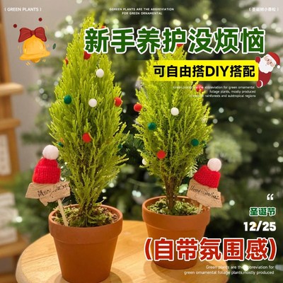圣诞树香冠柏小香松盆栽植物云杉树真树活的四季室内桌面绿植礼物