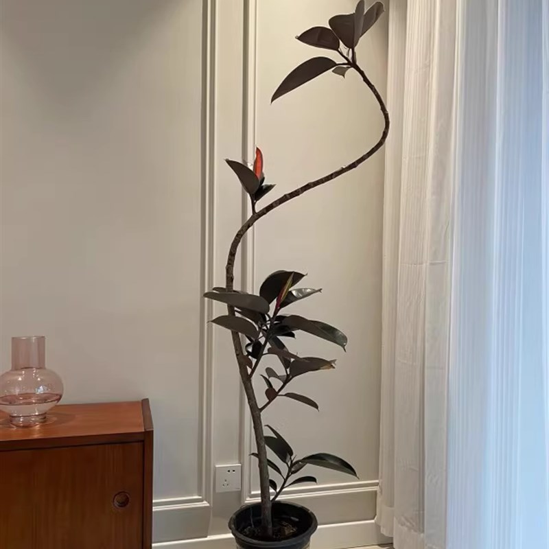 橡皮树仿真绿植网红树禅意室内大型落地盆栽服装店仿生假绿植装饰