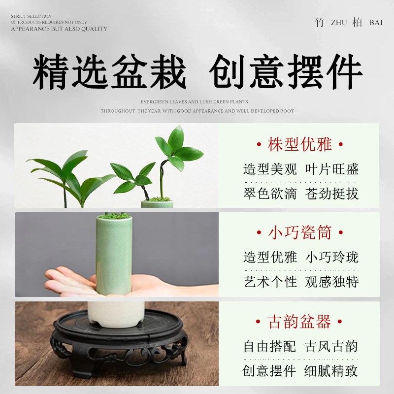 竹柏盆景迷你小盆栽驱蚊水培植物花卉办公室内桌面禅意绿植微景观