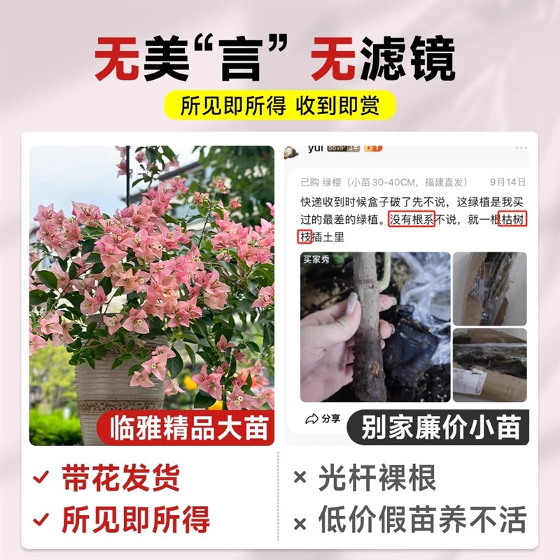 新品卡亚塔三角梅盆栽带花苞室内花卉植物阳台老桩特大苗四季开花