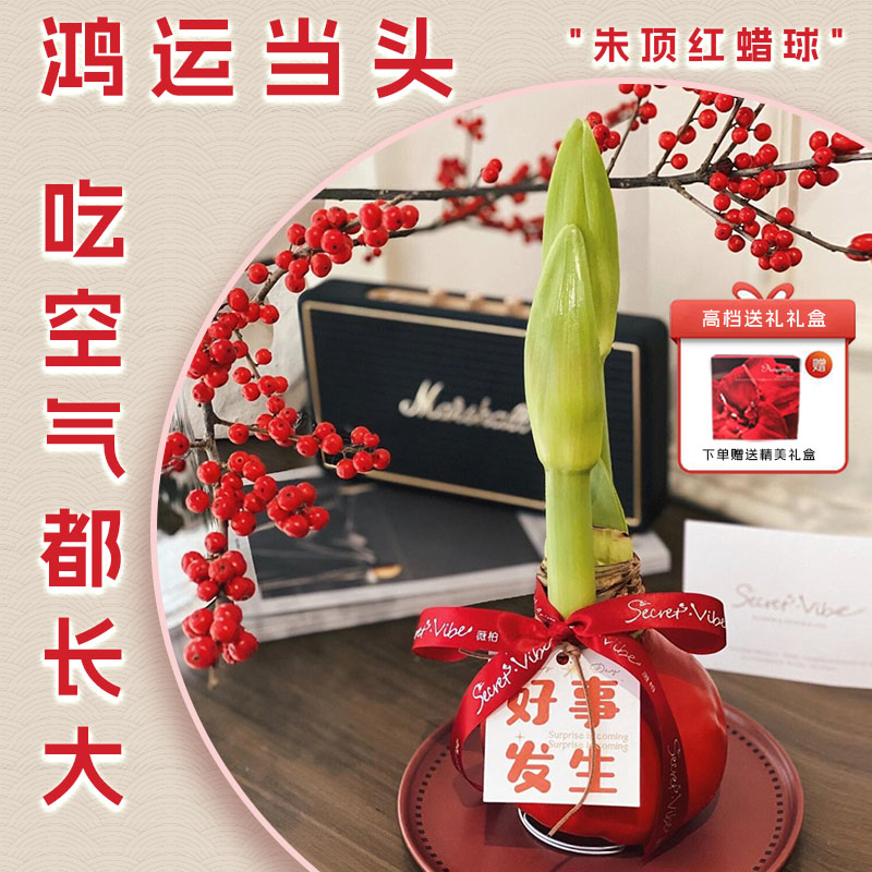 朱顶红蜡球蜡封朱顶红种球进口种球大球节日礼品礼盒朱顶红特大球