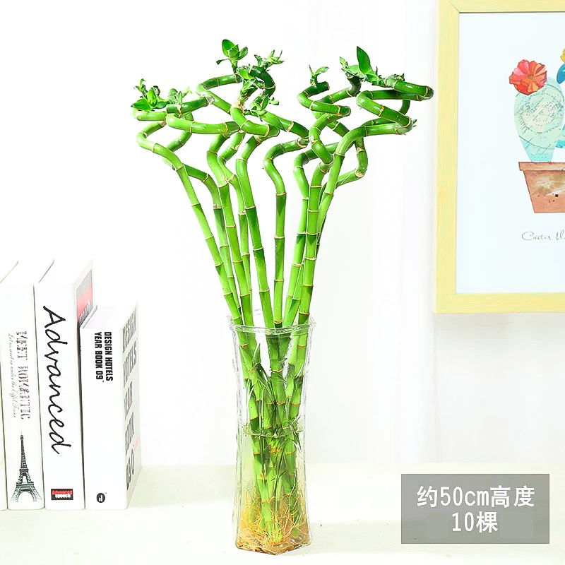 水养富贵竹水培植物客厅招财观音竹带根文昌转运竹子绿植盆栽鱼缸