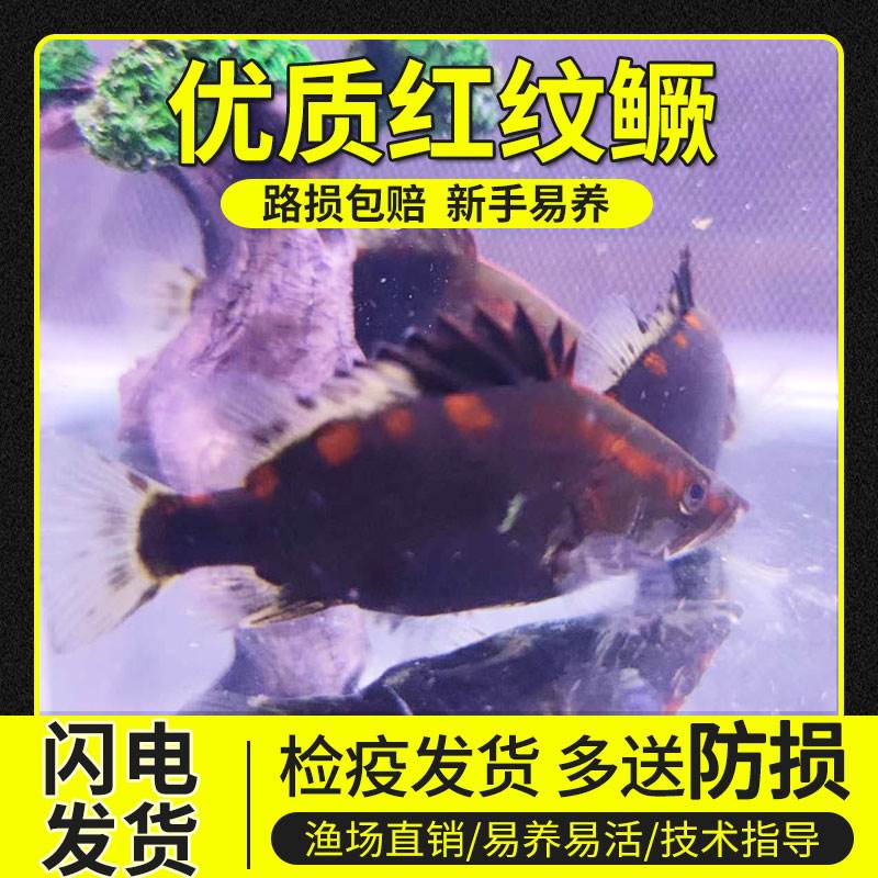 正宗红纹鳜鱼苗红纹翘嘴鳜淡水培殖鳜鱼苗斑鳜翘嘴鳜冷水观赏鱼苗