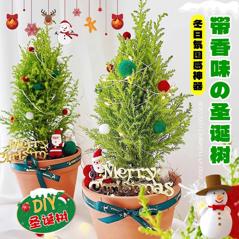 圣诞树小香松盆栽室内植物装饰真树客厅绿植四季花卉新年小礼物