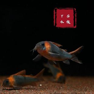 YG水族南美进口尼青鼠鱼 稀有尼格罗青鼠鱼 热带底栖观赏鱼垃圾鱼