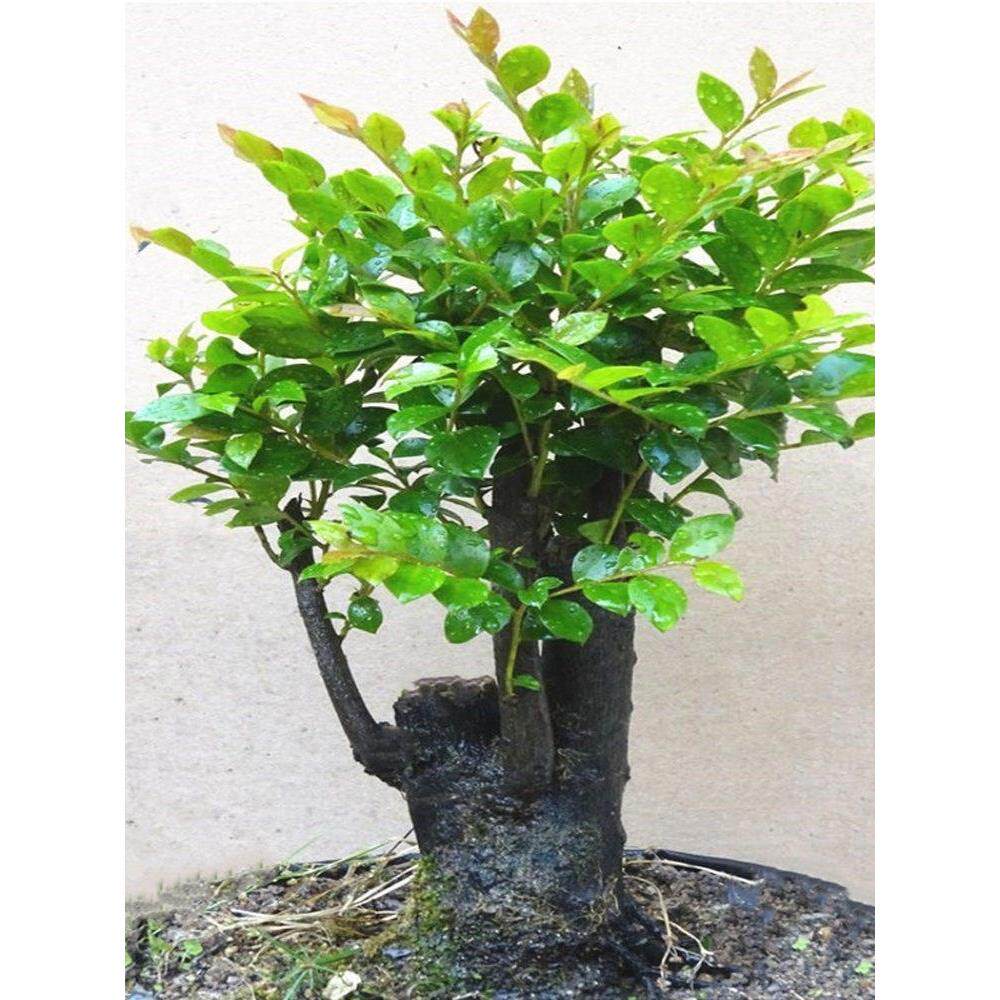 小叶紫檀盆景树桩 室内客厅盆栽老桩造型黑檀木 四季常青植物包邮