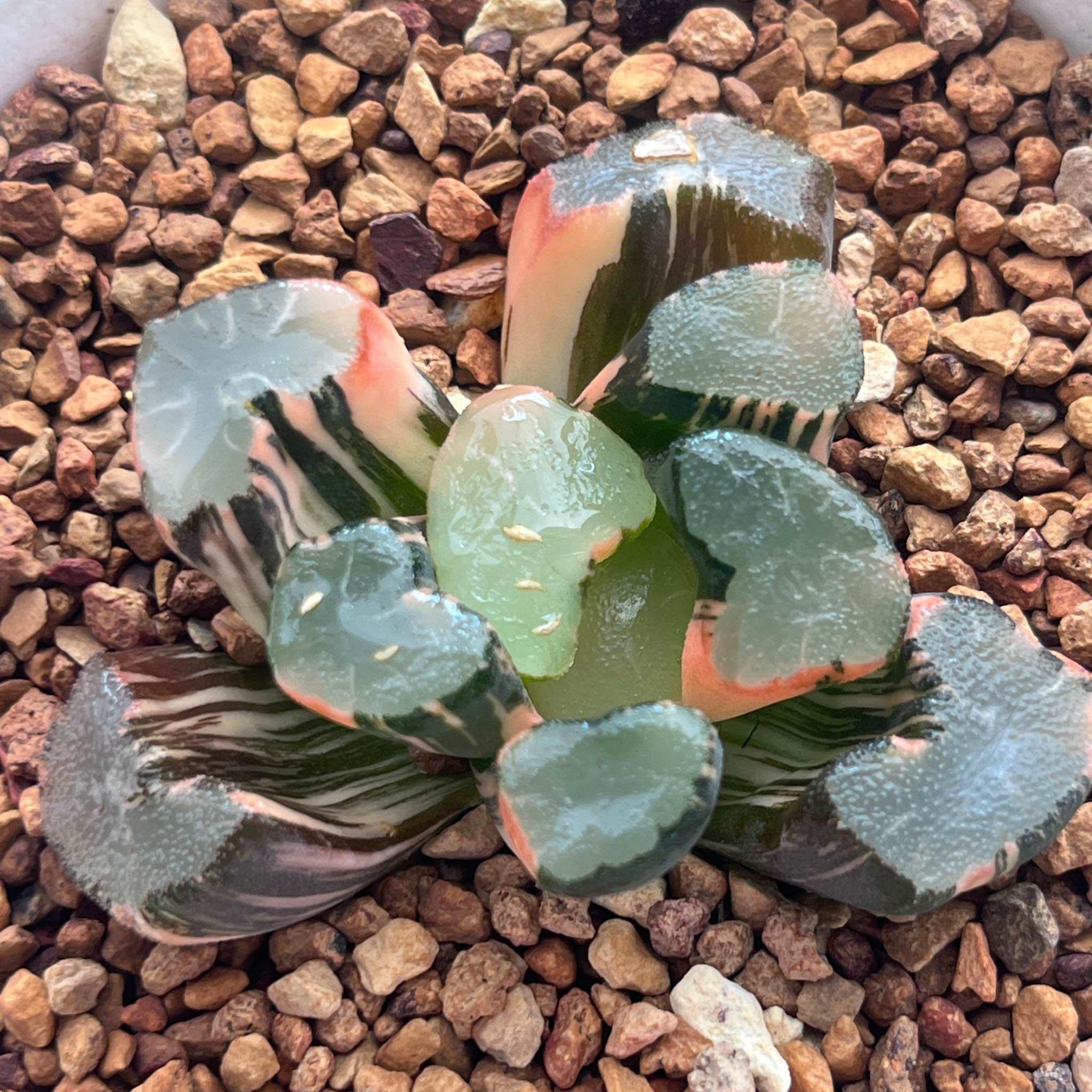 《90大明湖万象锦》多肉植物一物一拍带盘发货