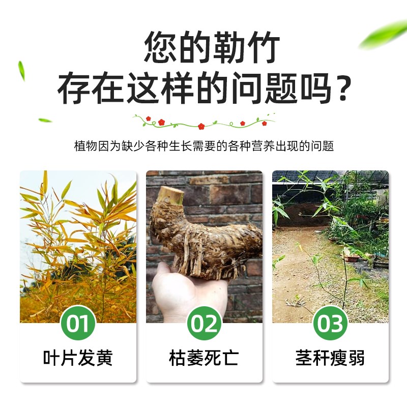 小叶勒竹专用肥勒竹营养液室内盆栽盆景叶子发黄竹类竹子水培颗粒