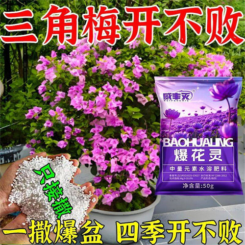 三角梅催花开花粉促芽剂催光杆发