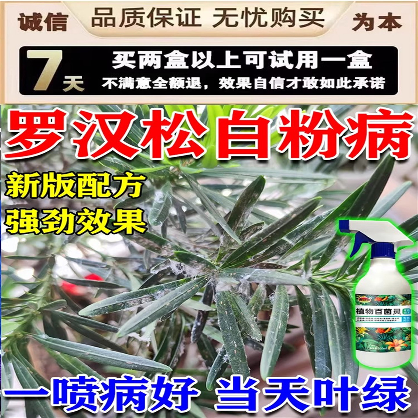 罗汉松白粉病专用药植物盆栽罗