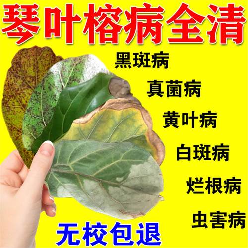 琴叶榕锈斑病营养液专用肥