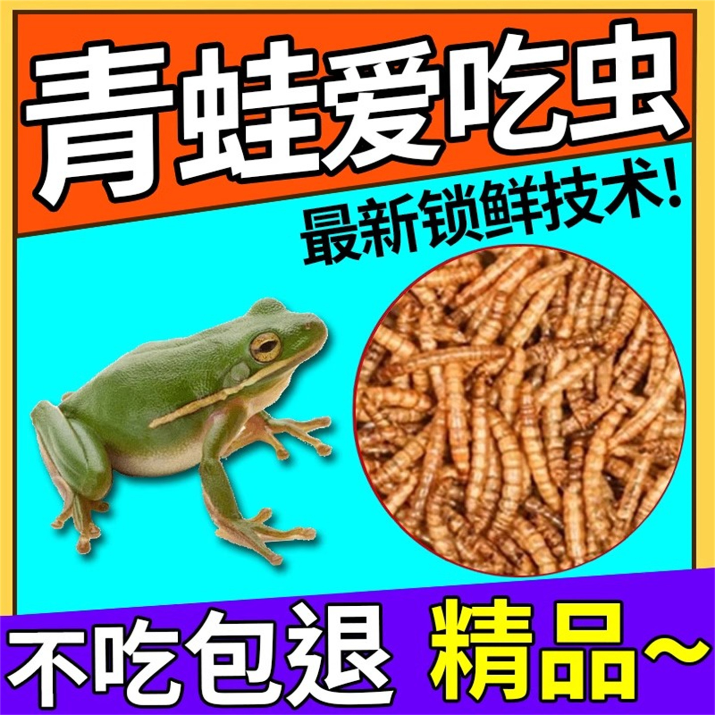 青蛙吃的虫子树蛙黄金角蛙波子