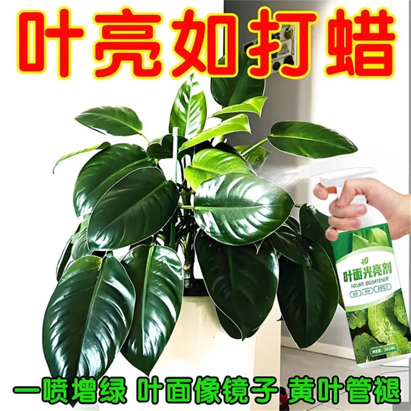 【叶片一喷净】叶面光亮剂花卉去