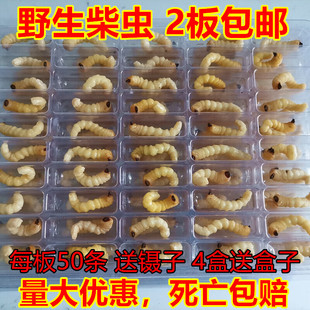 野生柴虫活虫小头老松树木虫贵州青冈虫天牛幼虫50只画眉鸟食提性