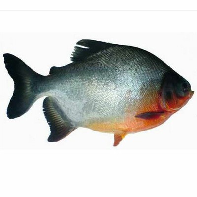 优质品种易养快大鲳鱼苗红鲳鱼苗食用淡水培殖凶猛鱼肉食鱼红鲳鱼