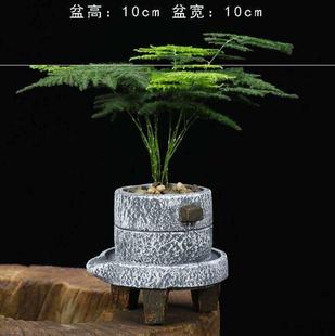 宿舍养的小植物桌面文竹盆栽室内大颗幼儿园小草小常青盆景景观