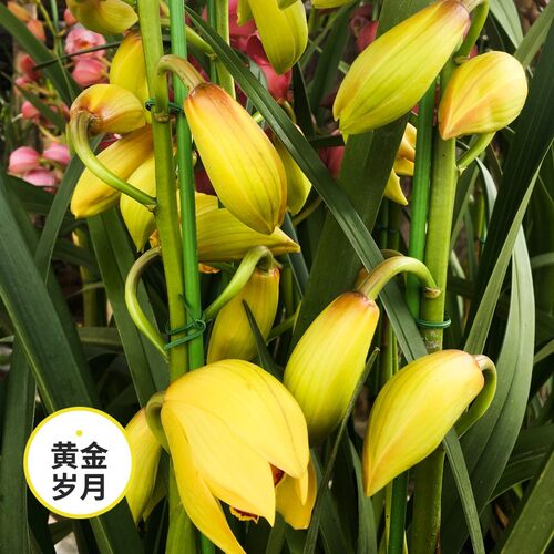 极速大花蕙兰带花苞花卉兰花苗盆栽客厅办公室春兰耐寒绿植室内年