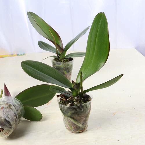 极速蝴蝶兰花苗带花剑盆栽兰花大苗客厅室内植物花卉带花苞四季好