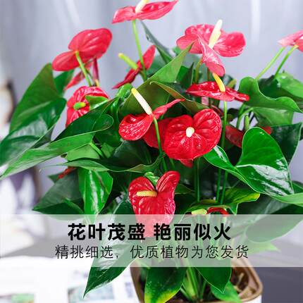 极速火鹤花盆栽风顺花卉植物室内办公室好养可水培绿植清新美观绿