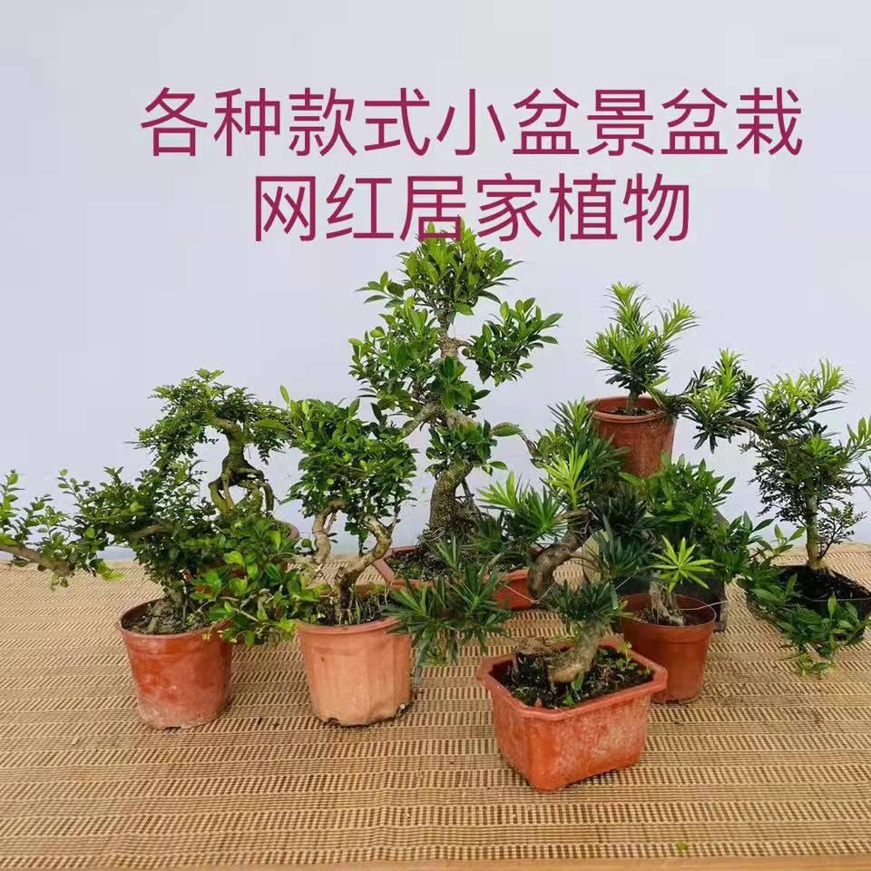 悬崖罗汉松虎皮榕雀梅赤楠榆树清香木六月雪福建茶九里香网红盆景