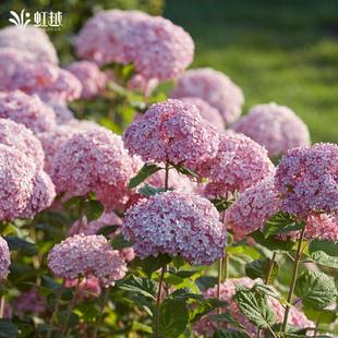 虹越乔木绣球花苗带盆花叶贝拉大花木本乔木绣球耐寒易养小苗盆栽