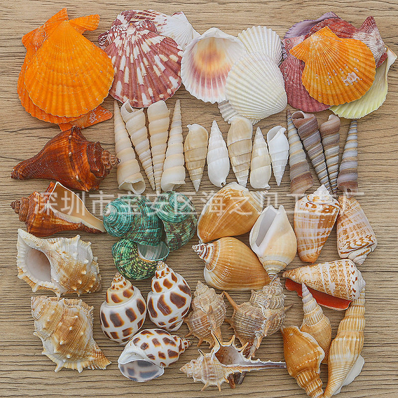 天然贝壳海螺海星鱼缸水族创意