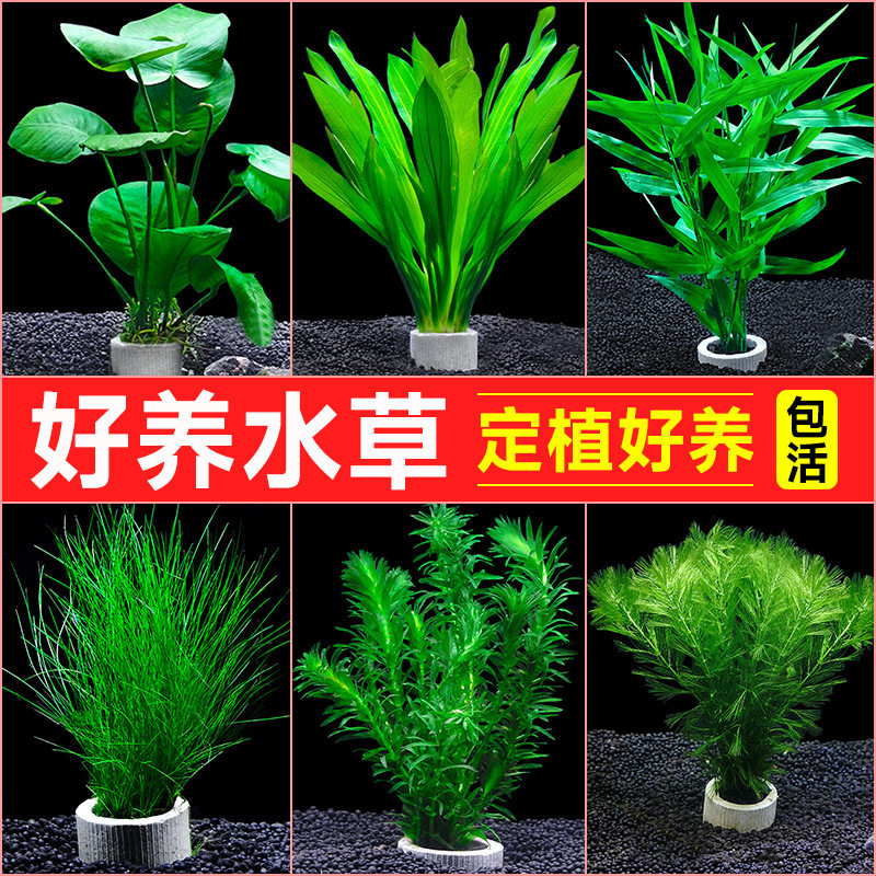 疯狂水草植物鱼缸造景全套冒泡