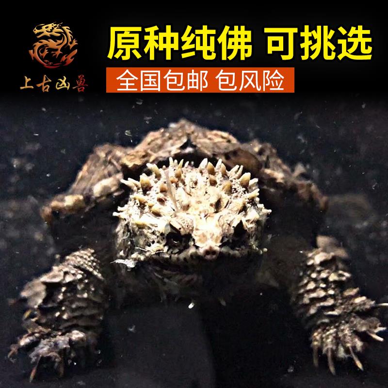 【上古凶兽】爆刺纯佛鳄龟活物亚成黑白佛鳄龟苗观赏凶猛宠物乌龟